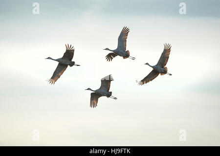 Wimtering Kraniche im Flug über Paynes Prairie State Park, Florida Stockfoto