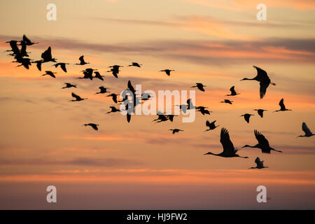 Herde der Überwinterung Kraniche und Sichler fliegen über Paynes Prairie Florida in der Abenddämmerung Stockfoto