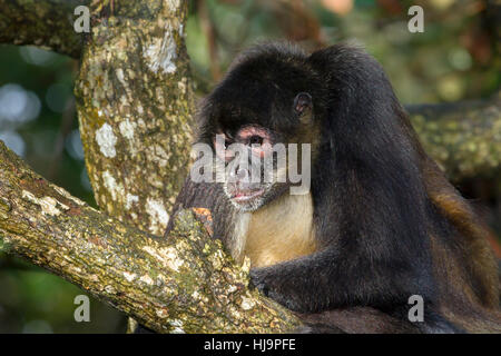 Geoffroy's Spider monkey Portrait, Belize, Central America Stockfoto