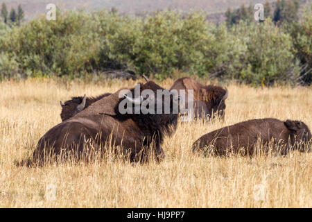 Amerikanische Bisons (Bison Bison) im Grand Teton National park Stockfoto