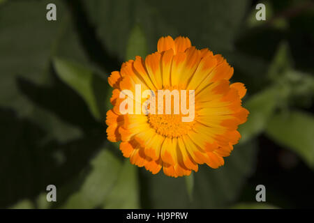 Orange Ringelblume-Blume mit gelben Zentrum nah oben unscharfen Hintergrund zu sehen Stockfoto