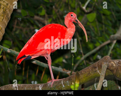 Scarlet Ibis (Eudocimus Ruber) Stockfoto