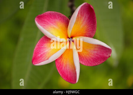 eine fünf Blütenblatt rosa Blume Frangipani (Plumeria) mit gelbem Zentrum auf grünem Hintergrund. hautnah. Top-up Anzeigen Stockfoto