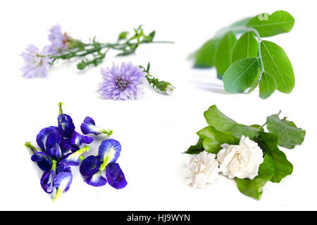 Gruppe von Pflanzen und Blumen (Moringa Pflanze Blatt, Jasminblüte, Schmetterlings-Erbse, blauen Erbse und violette Blume) isoliert auf weißem Hintergrund Stockfoto