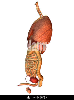 Mensch, Mensch, Bauch, Bauch, Biologie, Anatomie, Darm, Organe, Stockfoto