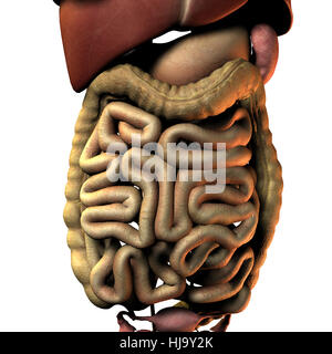 Mensch, Mensch, Bauch, Bauch, Biologie, Anatomie, Darm, Organe, Stockfoto