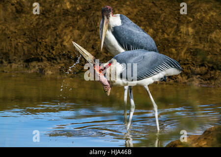 Marabou Storch im Krüger-Nationalpark, Südafrika; Specie Leptoptilos Crumenifer Familie Ciconiidae Stockfoto