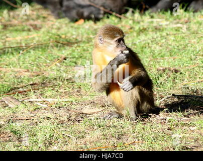 Central African Golden bellied Mangabey (Cercocebus Chrysogaster), ursprünglich aus den Regenwäldern des Kongo Stockfoto