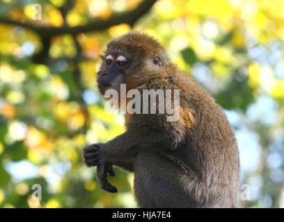 Weibliche Central African Golden bellied Mangabey (Cercocebus Chrysogaster), ursprünglich aus den Regenwäldern des Kongo Stockfoto