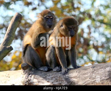 Pflege paar Central African Golden bellied Mangabey (Cercocebus Chrysogaster), ursprünglich aus den Regenwäldern des Kongo Stockfoto