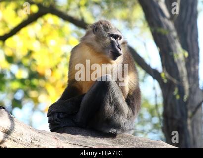 Weibliche Central African Golden bellied Mangabey (Cercocebus Chrysogaster) in einem Baum. Stammt aus den Regenwäldern des Kongo Stockfoto