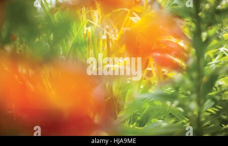 Weich von Gerbera Blumen mit weichen Bokeh in Pastell Ton für den Hintergrund unscharf. Stock Vektor