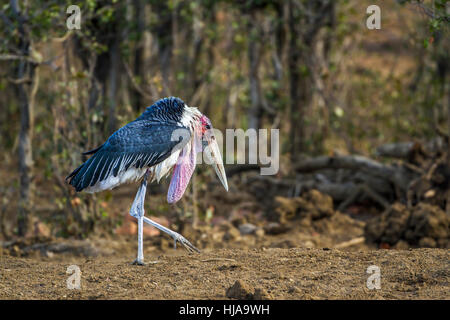 Marabou Storch im Krüger-Nationalpark, Südafrika; Specie Leptoptilos Crumenifer Familie Ciconiidae Stockfoto