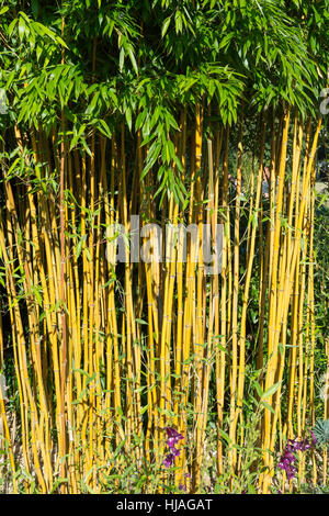 Bambuspflanze wächst in Memorial Gardens, Crawley, West Sussex, England, Vereinigtes Königreich Stockfoto