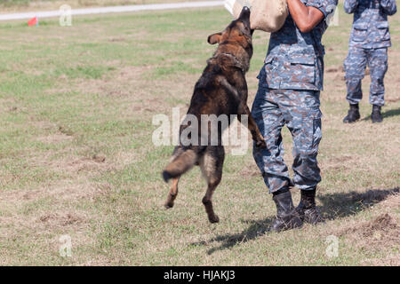 Soldaten aus dem k-9-Hund-Gerät arbeitet mit seinem Partner, einen schlechten Kerl während einer Demonstration zu begreifen Stockfoto