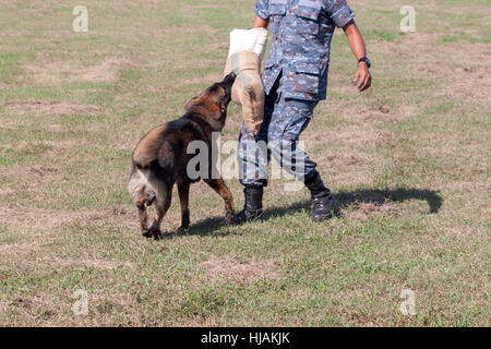 Soldaten aus dem k-9-Hund-Gerät arbeitet mit seinem Partner, einen schlechten Kerl während einer Demonstration zu begreifen Stockfoto