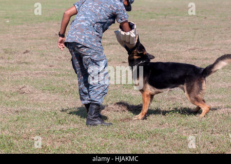 Soldaten aus dem k-9-Hund-Gerät arbeitet mit seinem Partner, einen schlechten Kerl während einer Demonstration zu begreifen Stockfoto