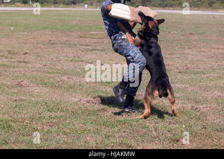 Soldaten aus dem k-9-Hund-Gerät arbeitet mit seinem Partner, einen schlechten Kerl während einer Demonstration zu begreifen Stockfoto