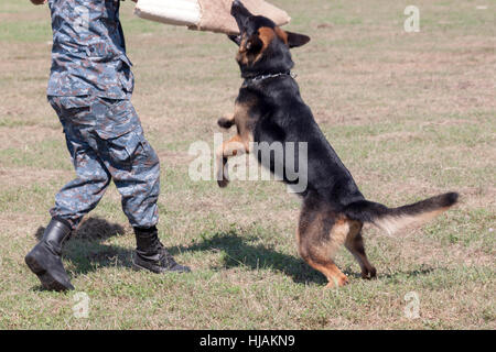 Soldaten aus dem k-9-Hund-Gerät arbeitet mit seinem Partner, einen schlechten Kerl während einer Demonstration zu begreifen Stockfoto