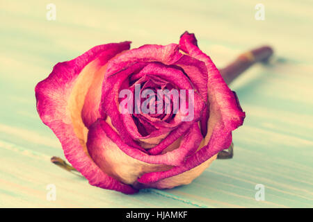 Nahaufnahme einer verblasste rose liegen auf einer Etage Stockfoto