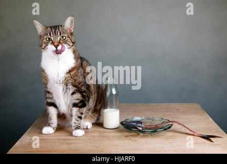 Reue, Scham, Hering, erröten, Schulden, Fisch, Pussycat, Katze, Hauskatze, Stockfoto