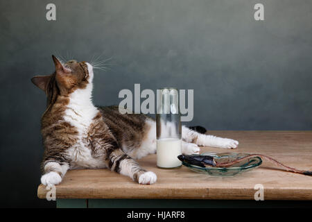 Reue, Scham, Hering, erröten, Schulden, Fisch, Pussycat, Katze, Hauskatze, Stockfoto