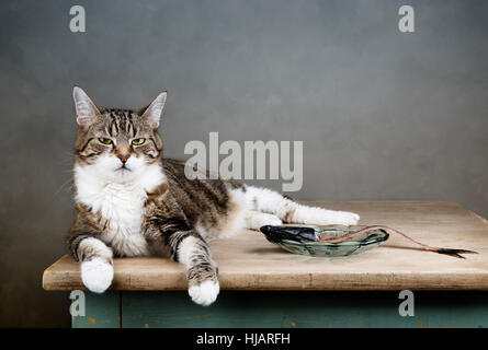 Reue, Scham, Hering, erröten, Schulden, Fisch, Pussycat, Katze, Hauskatze, Stockfoto