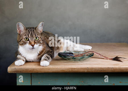 Reue, Scham, Hering, erröten, Schulden, Fisch, Pussycat, Katze, Hauskatze, Stockfoto