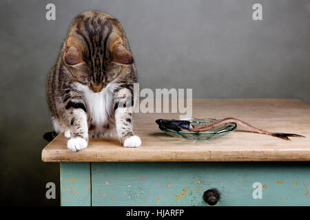 Reue, Scham, Hering, erröten, Schulden, Fisch, Pussycat, Katze, Hauskatze, Stockfoto