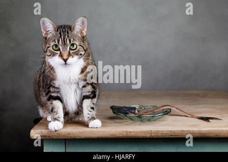 Reue, Scham, Hering, erröten, Schulden, Fisch, Pussycat, Katze, Hauskatze, Stockfoto