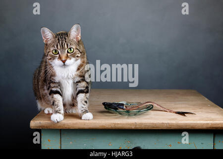 Knochen, Hering, Full, Fisch, Knochen, gegessen, Fisch, Pussycat, Katze, Hauskatze, Stockfoto