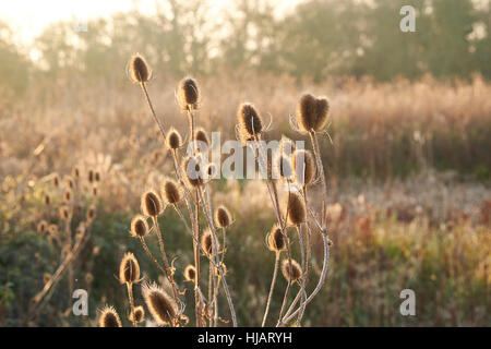 Karde (Dipsacus Fullonum) Pflanzen im Winter Absterben Anzeige tot konischen Blütenstände und Stängel ausgetrocknet. England, UK. Stockfoto