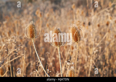 Karde (Dipsacus Fullonum) Pflanzen im Winter Absterben Anzeige tot konischen Blütenstände und Stängel ausgetrocknet. England, UK. Stockfoto