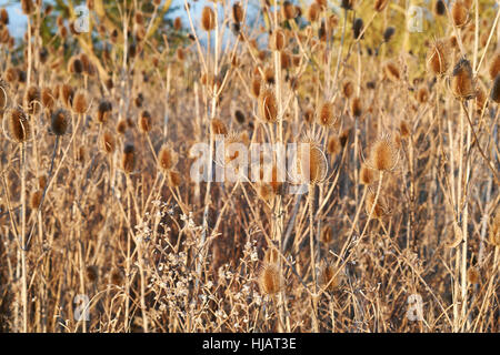 Karde (Dipsacus Fullonum) Pflanzen im Winter Absterben Anzeige tot konischen Blütenstände und Stängel ausgetrocknet. England, UK. Stockfoto