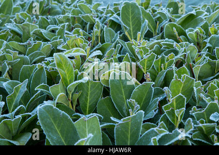 Frost an den Rändern von einer Hecke Lorbeer Blätter im Januar. Stockfoto