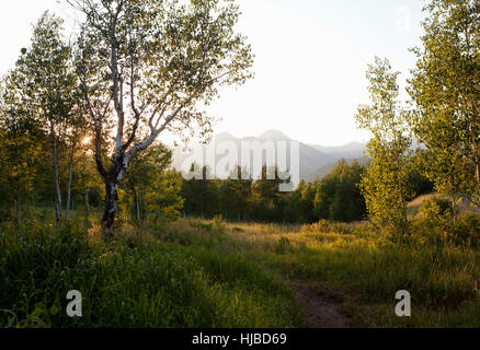 Gipfelrundweg im Uinta National Forest, Aspen Grove, Utah, USA Stockfoto