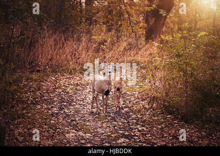 Porträt der Mutter Hirsch und Reh im herbstlichen Wald, Cherry Valley, Illinois, USA Stockfoto
