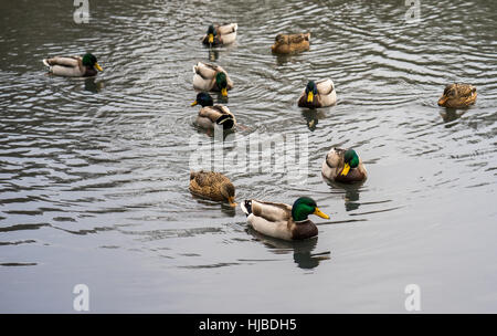 eine Herde von Enten schwimmen im See Wasser Herbst Stockfoto