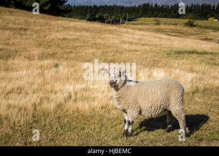 Niedliche Lamm auf dem Feld mit gelben Trockenrasen, Neuseeland Stockfoto