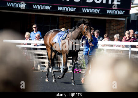 Ein Pferd ist rund um die Parade Ring vor Menschenmengen Racecourse in Brighton, Sussex, UK übernommen. Stockfoto