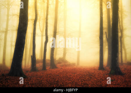 neblig Zauberwald mit Sonnenstrahlen Stockfoto