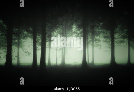 dunklen und düsteren Wald mit Nebel Stockfoto