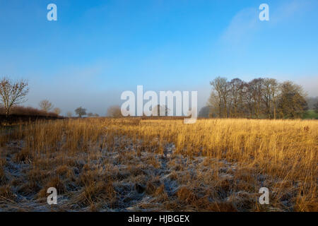 Im Winter überdacht Frost trocken goldene Gräser mit Hecken und Wald in Yorkshire Wolds Landschaft unter einem strahlend blauen Himmel. Stockfoto
