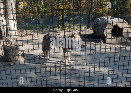 Wolf hinter Zaun im Käfig, ZOO Bor, Serbien, Foto 24.10.2013. Stockfoto