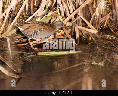 Eine normalerweise verschwiegenen Wasser-Schiene (Rallus Aquaticus) wagt sich auf die Eis-Abdeckungen es ist Wasser zuhause, Cambridgeshire Stockfoto