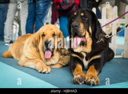 Schöne große spanische Dogge Hund Stockfoto