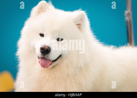 Porträt sibirischen Samojeden, weiße husky Hund Stockfoto