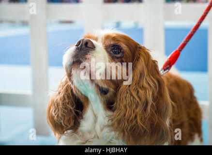 Schöne braune weißen Hund Portrait Cavalier King Charles Spaniel Stockfoto