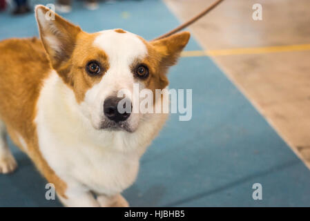 Welsh Corgi Pembroke Blick in die Kamera Stockfoto