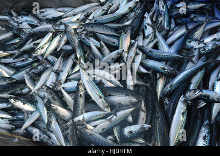 Ergreifung von Makrele (Scomber Scombrus) im Fisch-Separator an Bord Shetland pelagischen Trawler "Charisma". Oktober 2012. Stockfoto